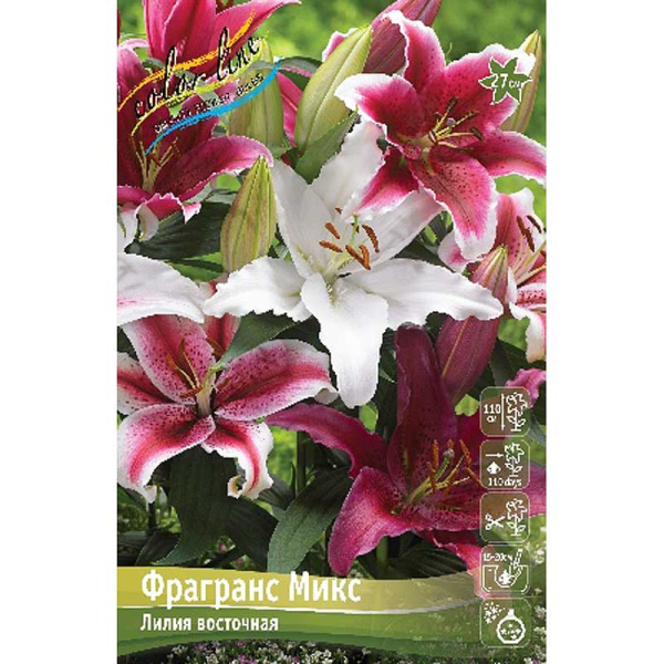 Лилия Фрагранс Микс 12/14 5 шт