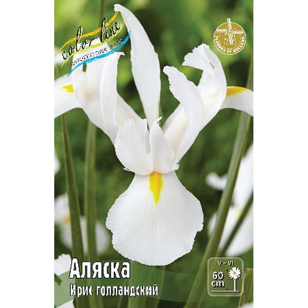 Ирис Голл. Аляска 8/9 10 шт