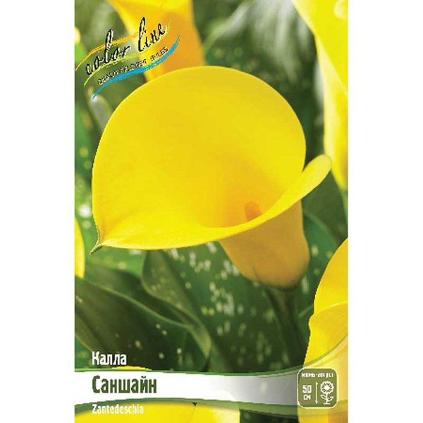 Калла Саншайн 12/14 2 шт 