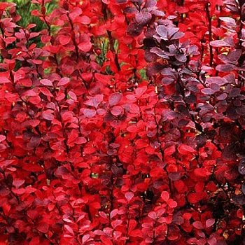 Барбарис Тунберга Ред Пиллар P9