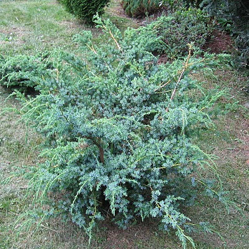 Можжевельник Juniperus Chinensis Blue Alps P9 ,шт Садовита 9278