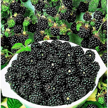 Ежевика Кустистая Трипл Краун P9