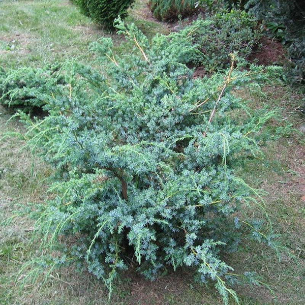 Можжевельник Juniperus Chinensis Blue Alps P9 ,шт Садовита 9278