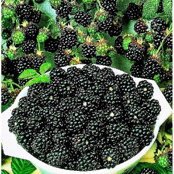 Ежевика Кустистая Трипл Краун P9