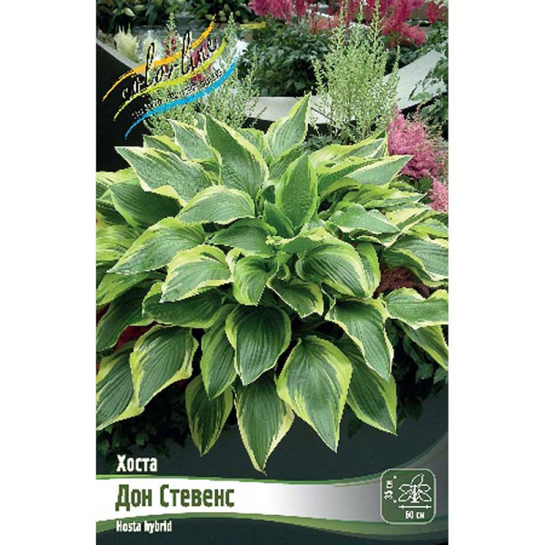 Хоста Дон Стевенс 1 n 2 шт