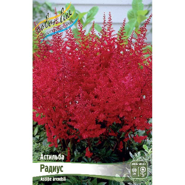 Астильба Радиус 2/3 n 25 шт Биг-пак 4044