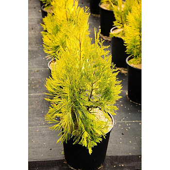 Туя Складчатая Голди P9