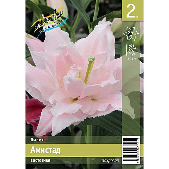 Лилия Амистад 12/14 2 Эконом шт 