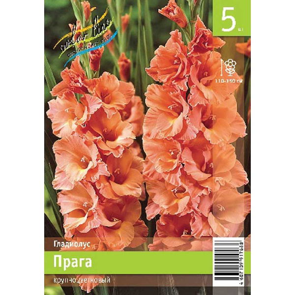 Гладиолус Прага 10/12 5 Эконом шт 