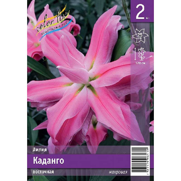 Лилия Каданго 12/14 2 Эконом шт