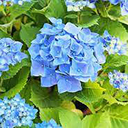 Гортензия крупнолистовая Никко Блю P9, шт Садовита