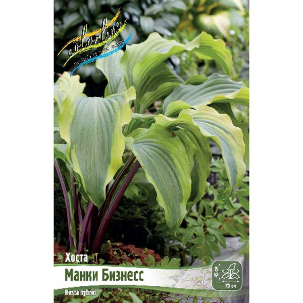 Хоста Манки Бизнесс 1 n 15 шт Биг-Пак 8269 