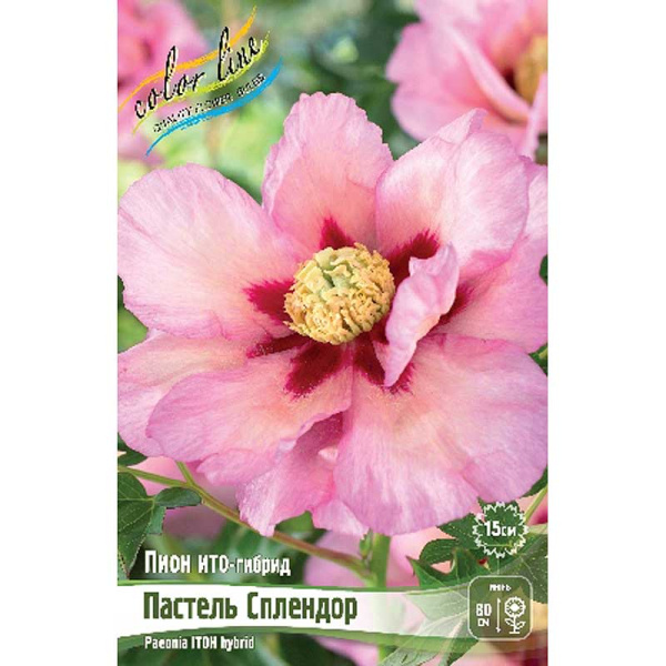 Пион Ито Пастель Сплендор 2/3 n 1 шт