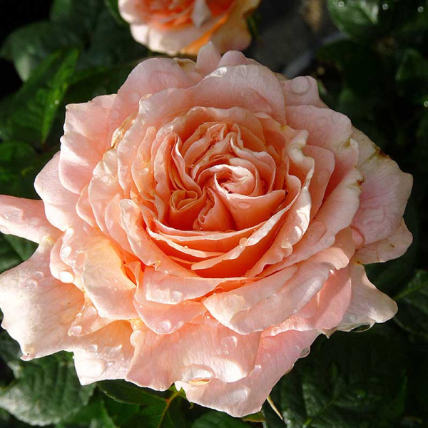 Роза плетистая Полька Садовита