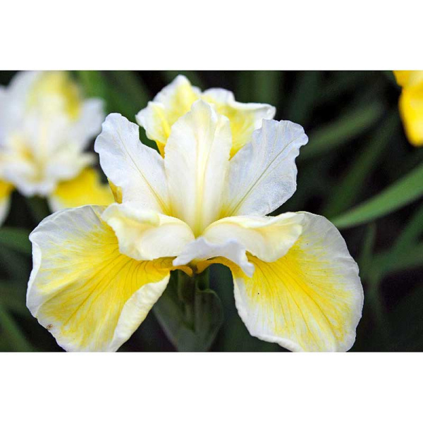 Ирис Сибирский Крем Де Ваниль I 1 шт