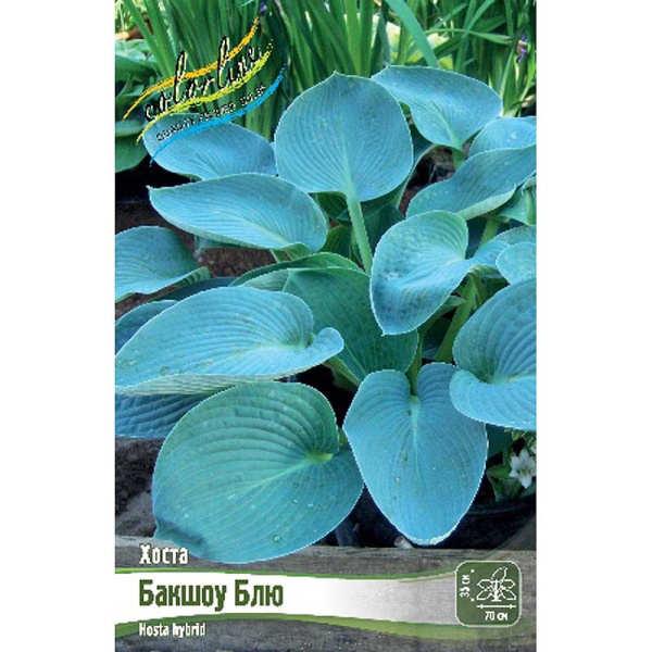 Хоста Бакшоу Блю 1 n 25 шт Биг-Пак 9755