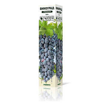 Виноград Гала ранний Садовита