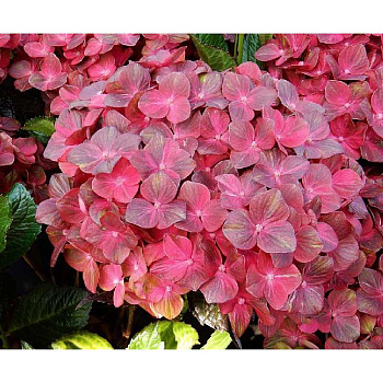 Гортензия Крупнолистовая Чоколейт P12