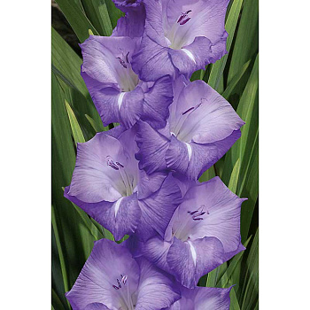 Гладиолус Мохито 10/12 100 шт Садовита Шоу-Бокс 13713 