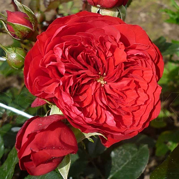 Роза плетистая Флорентина Садовита