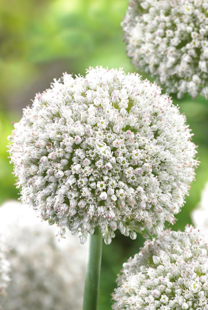 Sum9336 Шоу-Бокс Лук Декор. Пинг Понг 5/6 150 шт Садовита