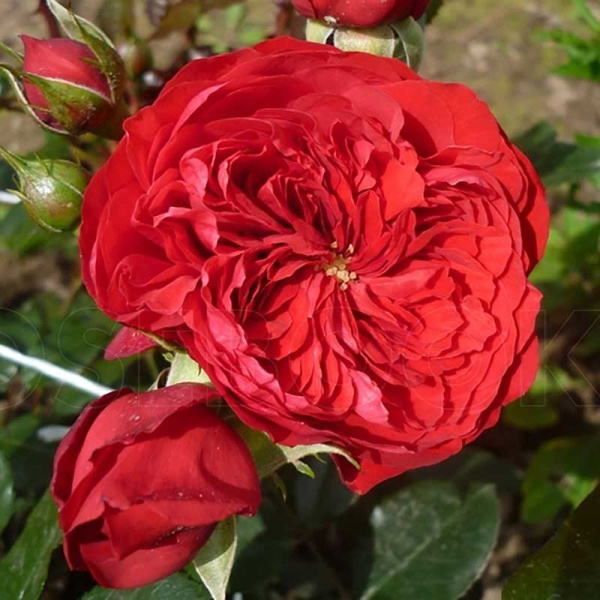 Роза плетистая Флорентина Садовита