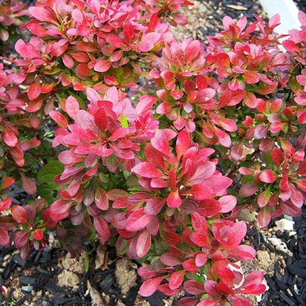 Барбарис Тунберга Багателле P9