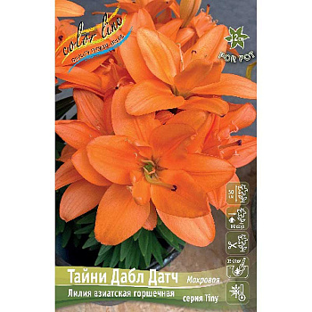 Биг-Пак Лилия Тайни Дабл Датч14/16 25 шт 