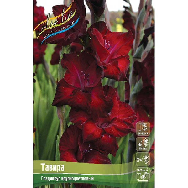 Гладиолус Тавира 10/12 100 шт Шоу-бокс 289