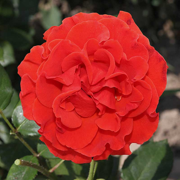 Роза чайно-гибридная (срезочная) Эль Торо Садовита