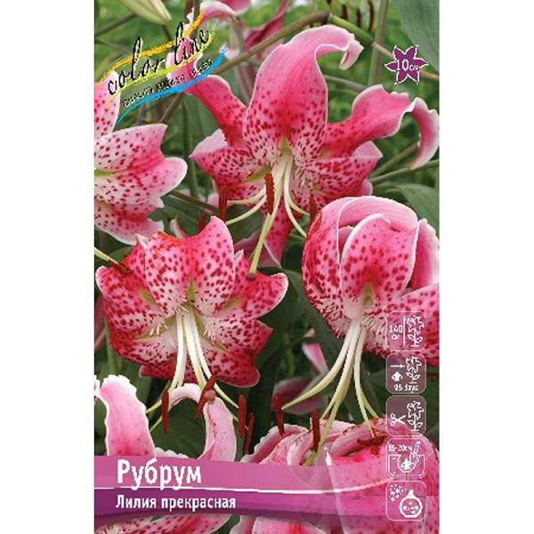 5672 Биг-Пак Лилия Сп. Рубрум 25 шт 