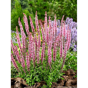 Сальвия Карадонна Пинк I 1 шт