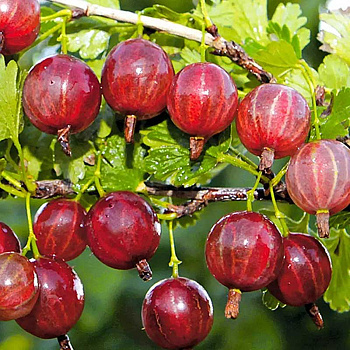 Крыжовник Колобок Садовита