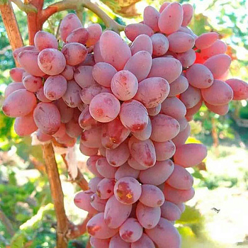 Виноград Авалон Ранний Садовита