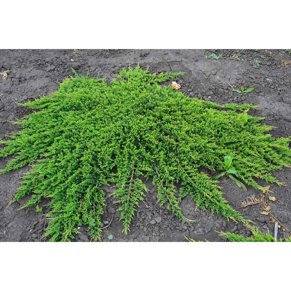 Можжевельник Горизонтальный Принц Уэльский P9