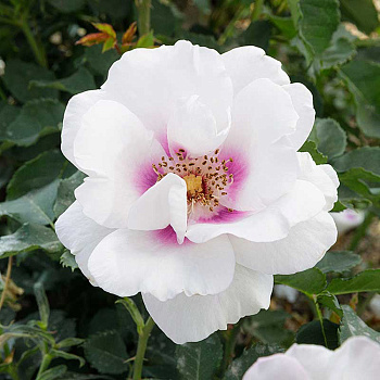 Роза Шраб Буллс Айс Садовита