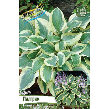 Хоста Пилгрим 1 n 1 шт