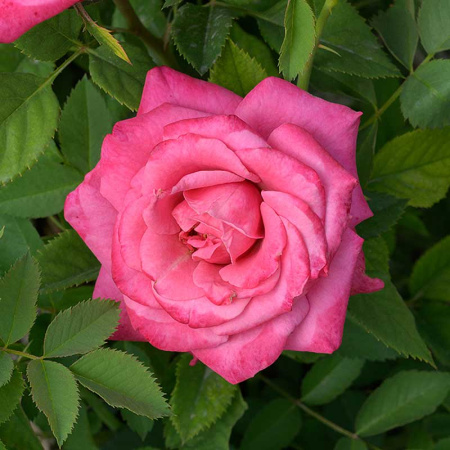 Роза Спрей Маргарита Садовита