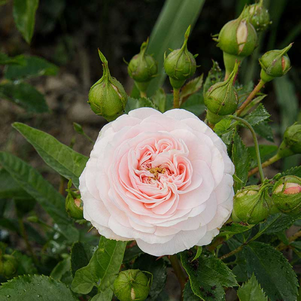 Роза шраб Ларисса Садовита