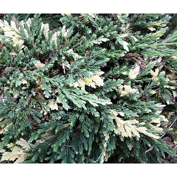 14426 Можжевельник Горизонтальный Вилла Маре P9 15-20 ,шт