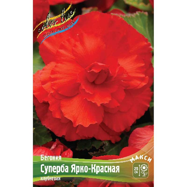 Бегония Суперба Ярко-Красная 4/5 50 шт Шоу-бокс 8841