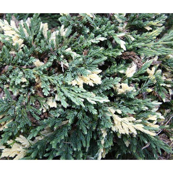 14426 Можжевельник Горизонтальный Вилла Маре P9 15-20 ,шт