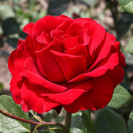 Роза чайно-гибридная Секси Рэд Садовита