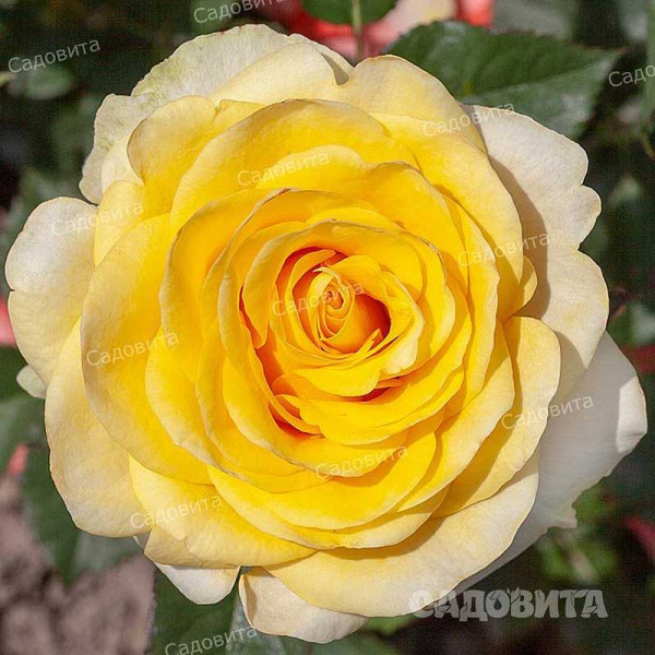 Роза чайно-гибридная Илиос Садовита