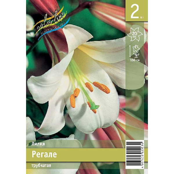 Лилия Регале 12/14 2 Эконом шт