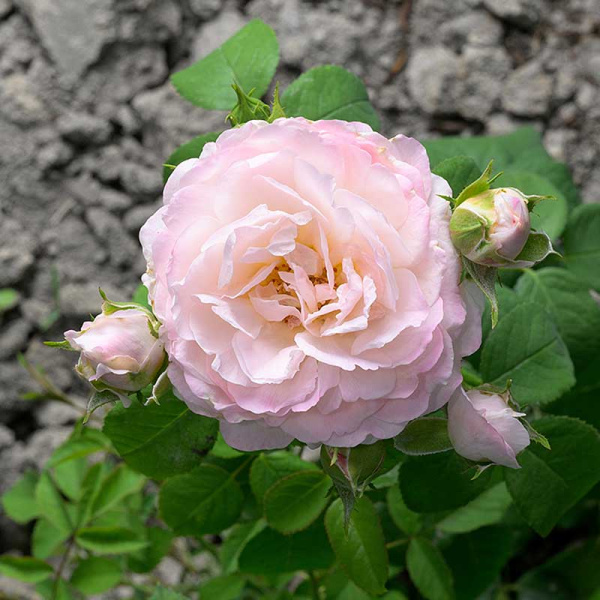 Роза Флорибунда Андре Брише Садовита