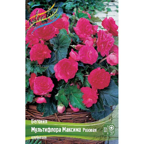 Бегония Мультифлора Максима Розовая 4/5 50 шт Шоу-бокс 8845