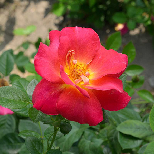 Роза Шраб Баяццо Садовита