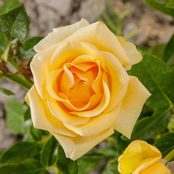 Роза чайно-гибридная Кумбия Садовита