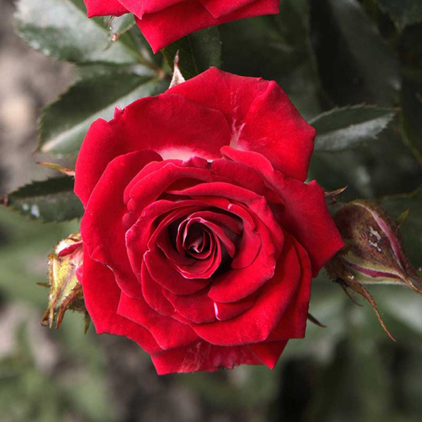 Роза спрей Руби Стар Садовита